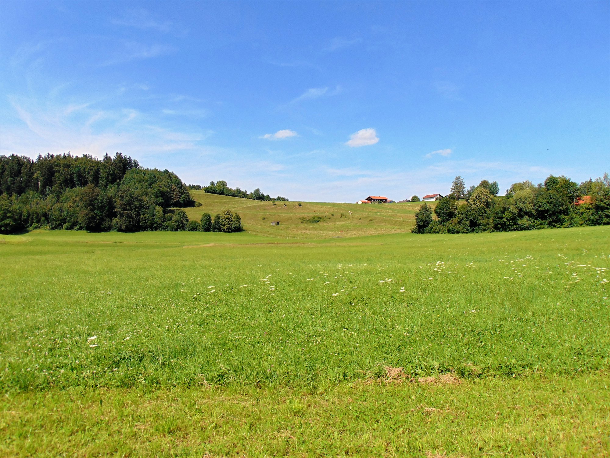 Green meadows under a wide blue sky in the Chiemgau, Bavaria